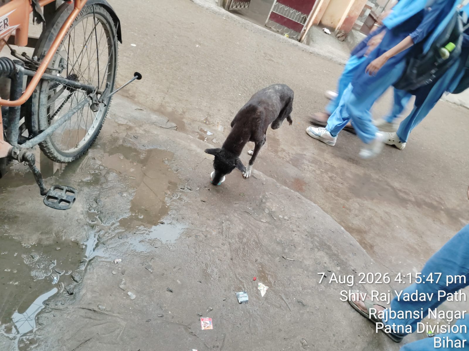 Street Dog Feeding & Water Drive
