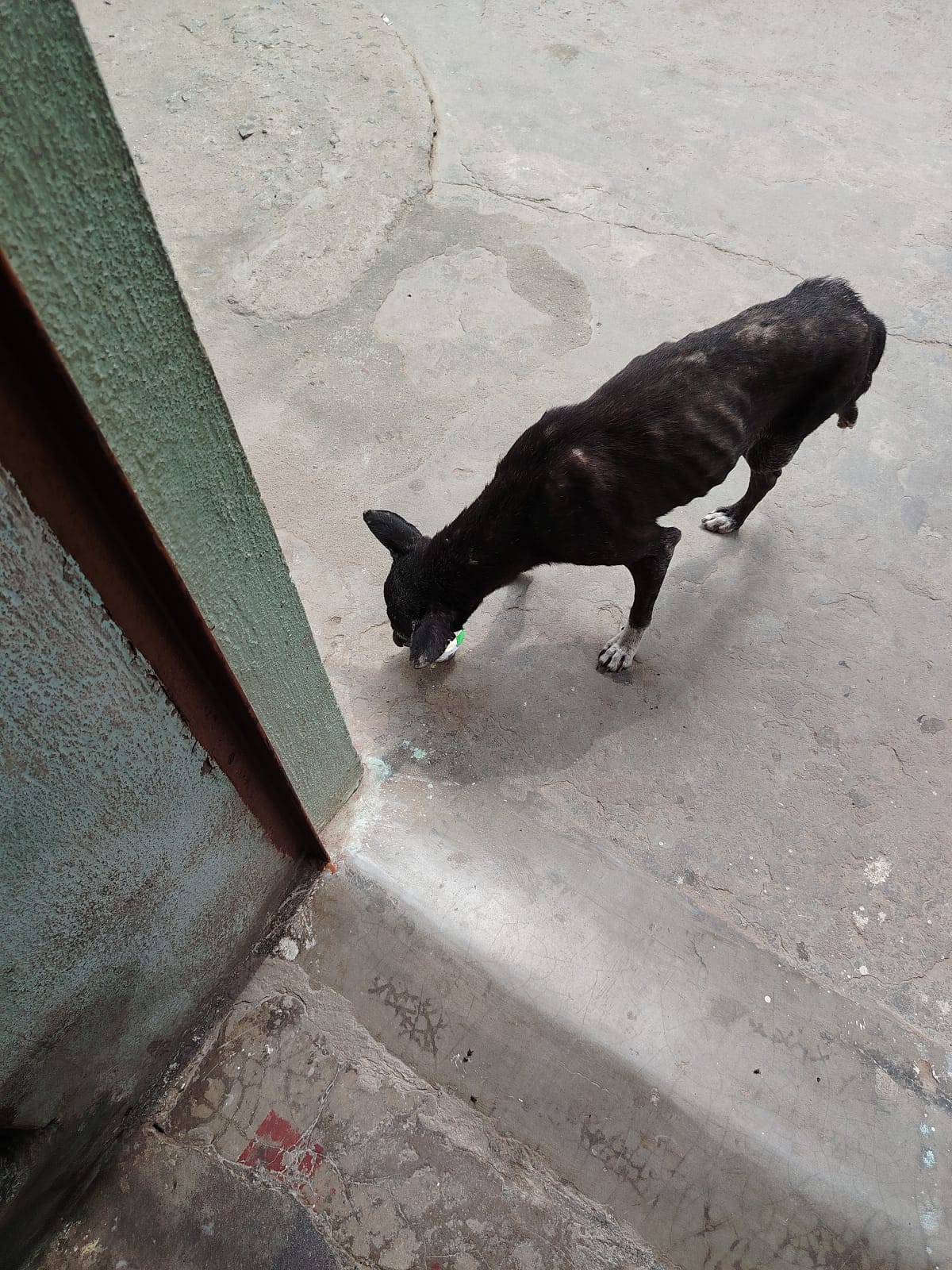 Shelter-Border Animal Meal Aid