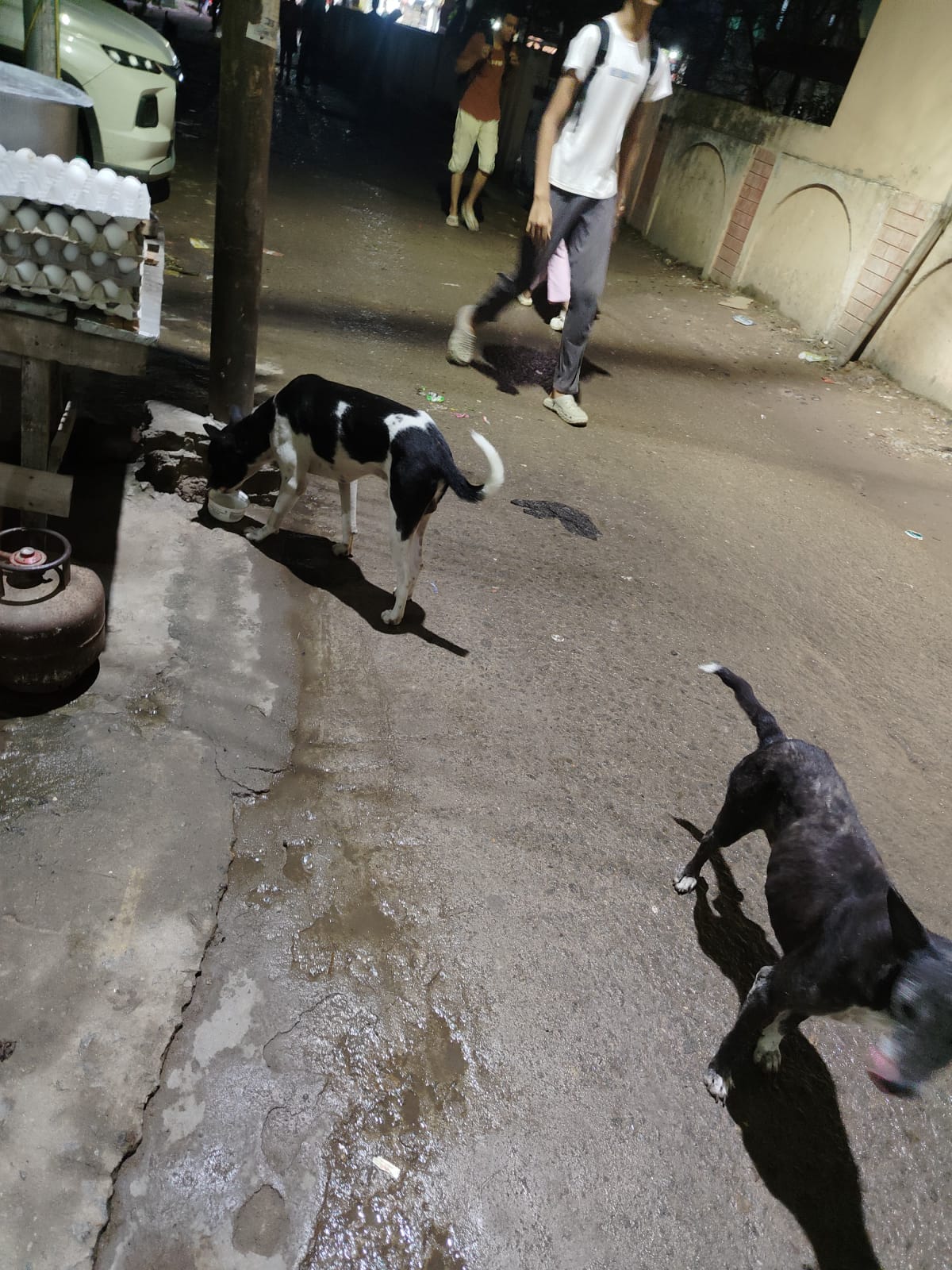 Rescue Pup Nutritious Meal Distribution