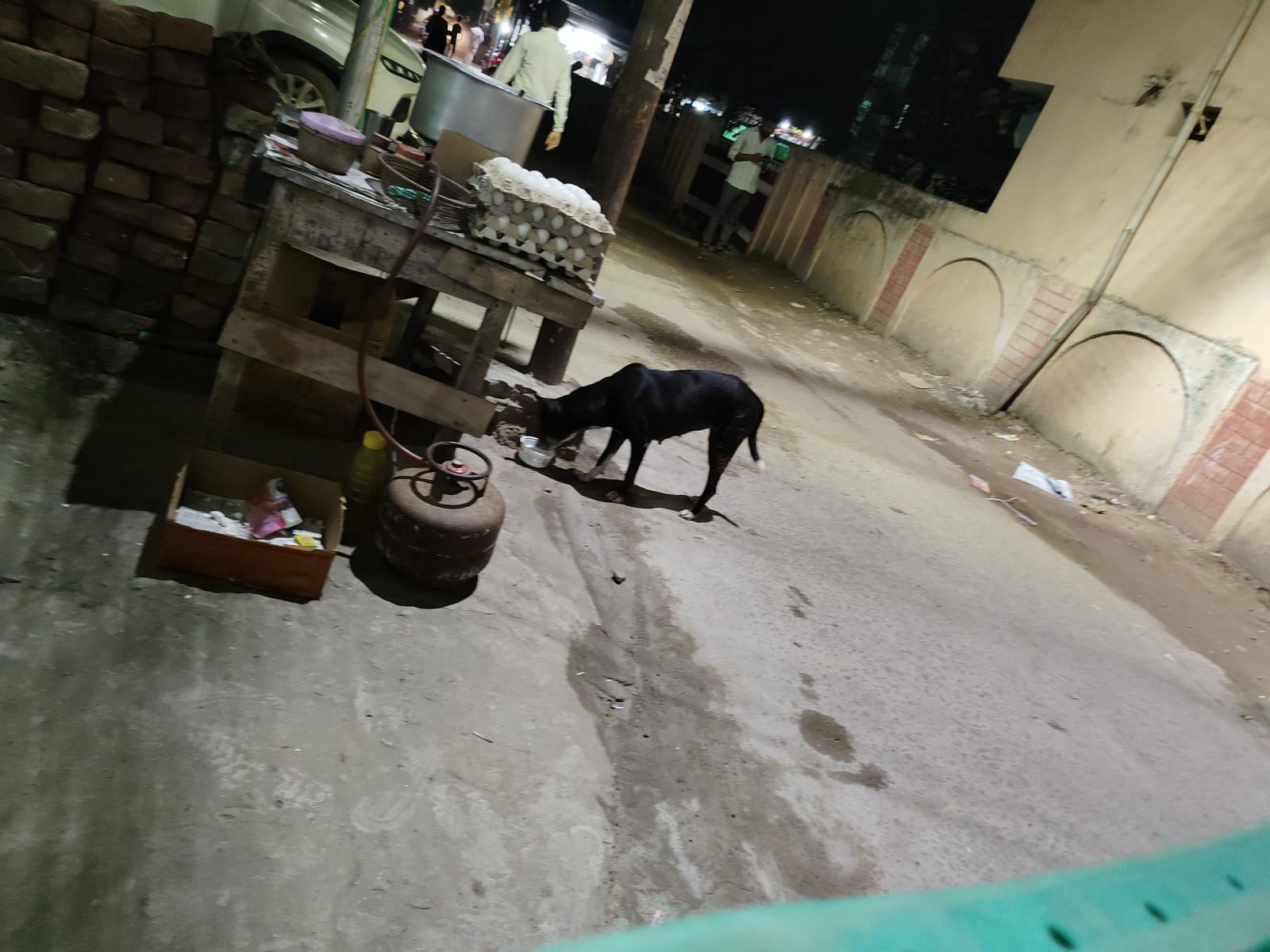 Fresh Food Serving for Injured Canine