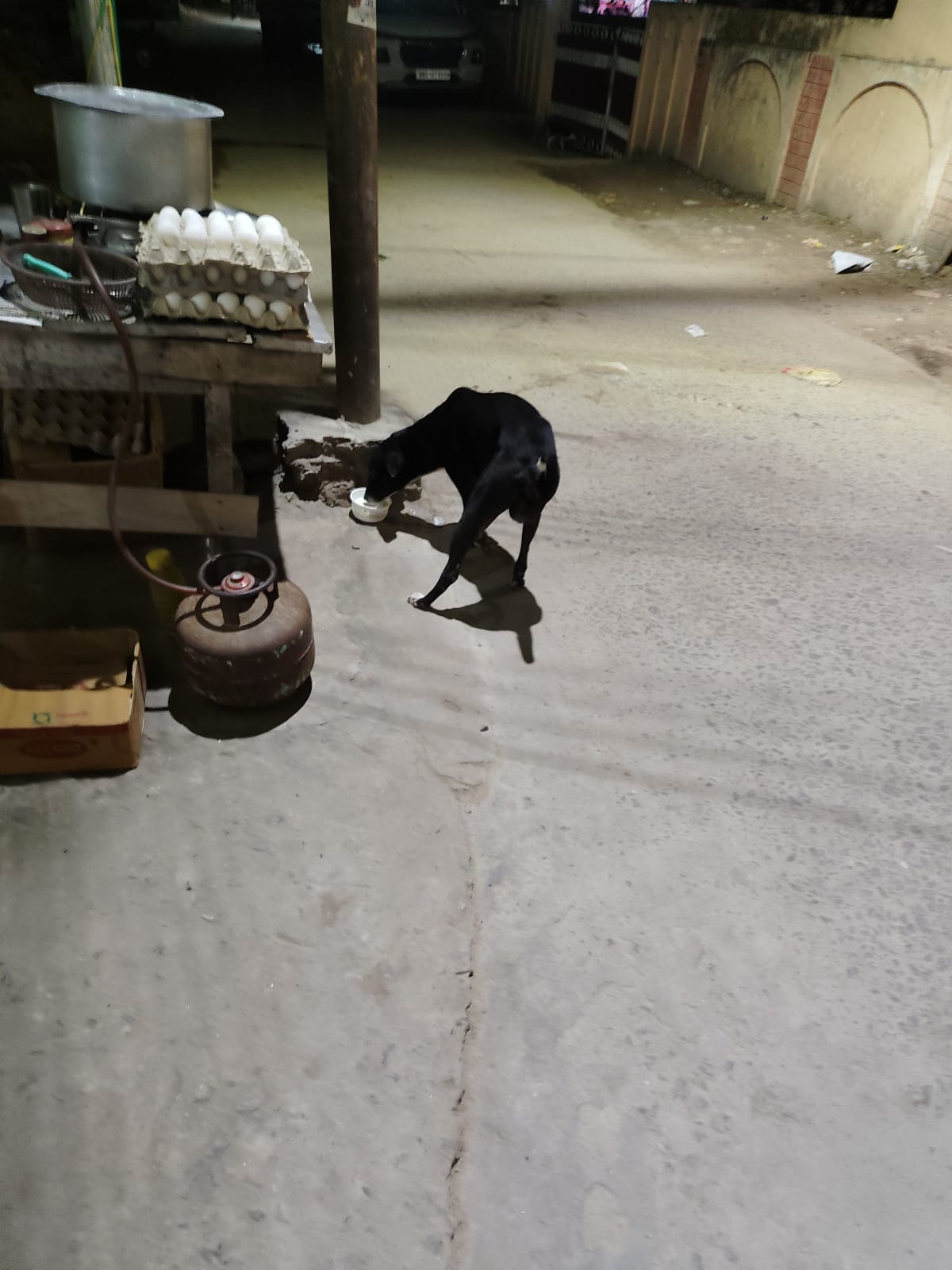 Stray Pack Nourishment Drive