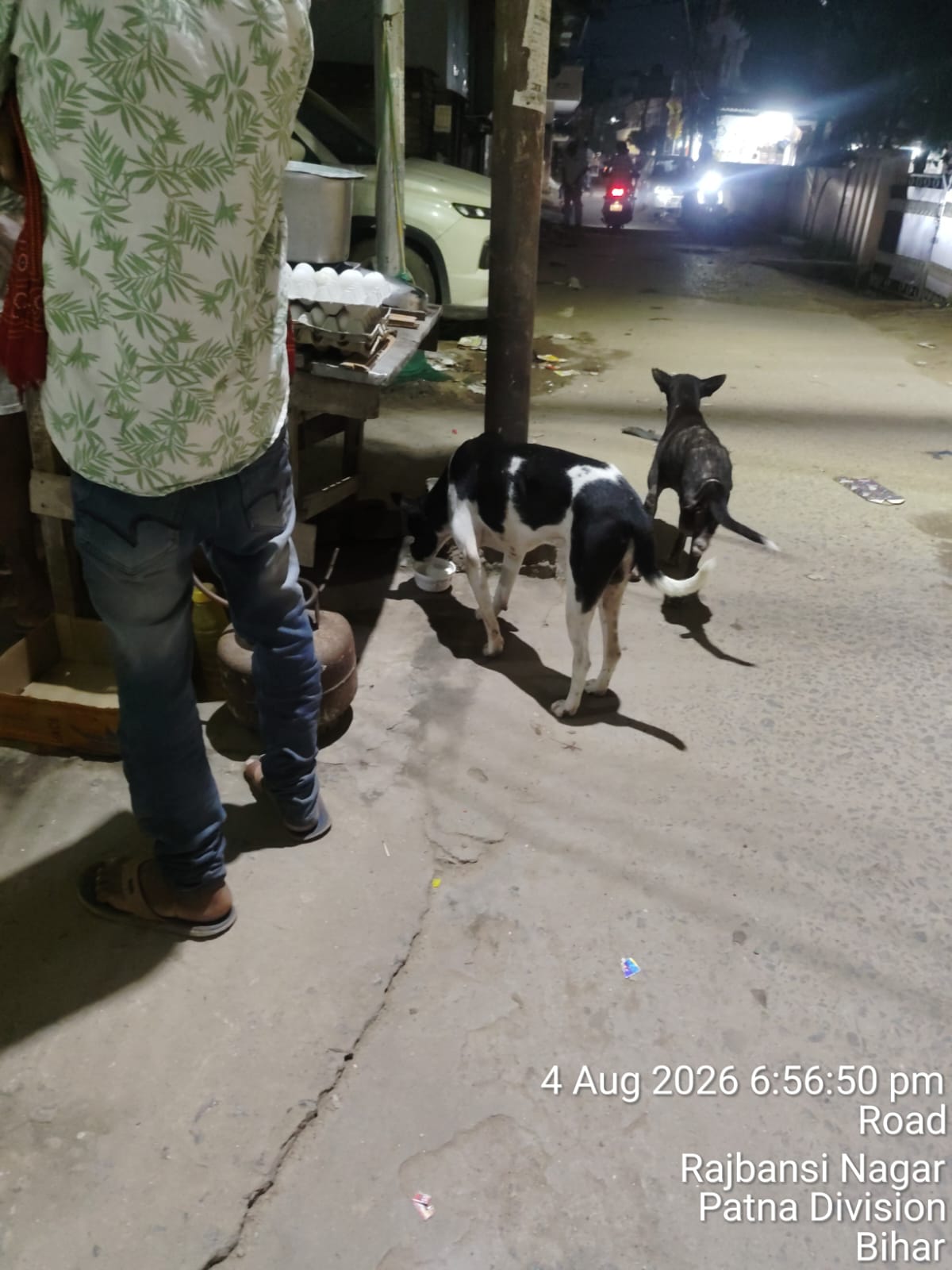 Evening Street Feeding