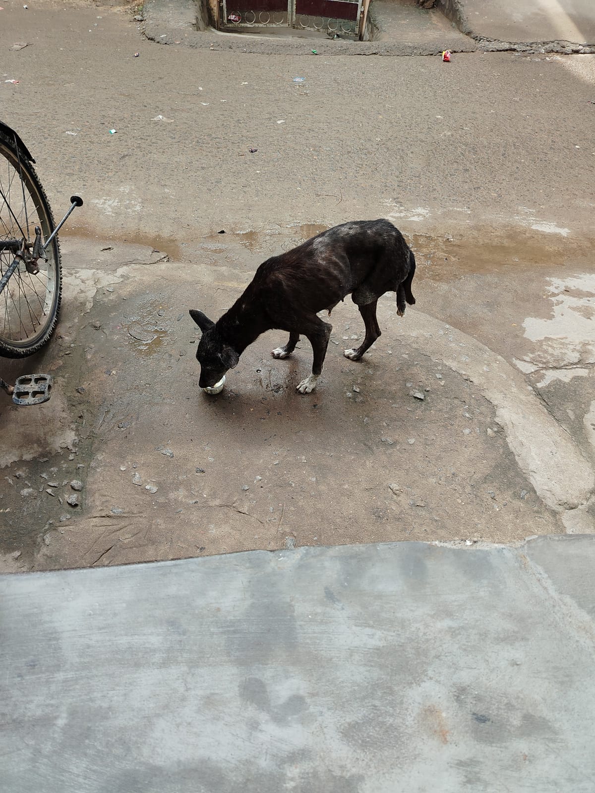 Morning Stray Dog Feeding