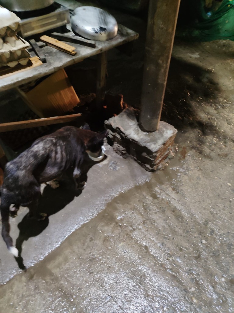 Street Dog Curd Bowl