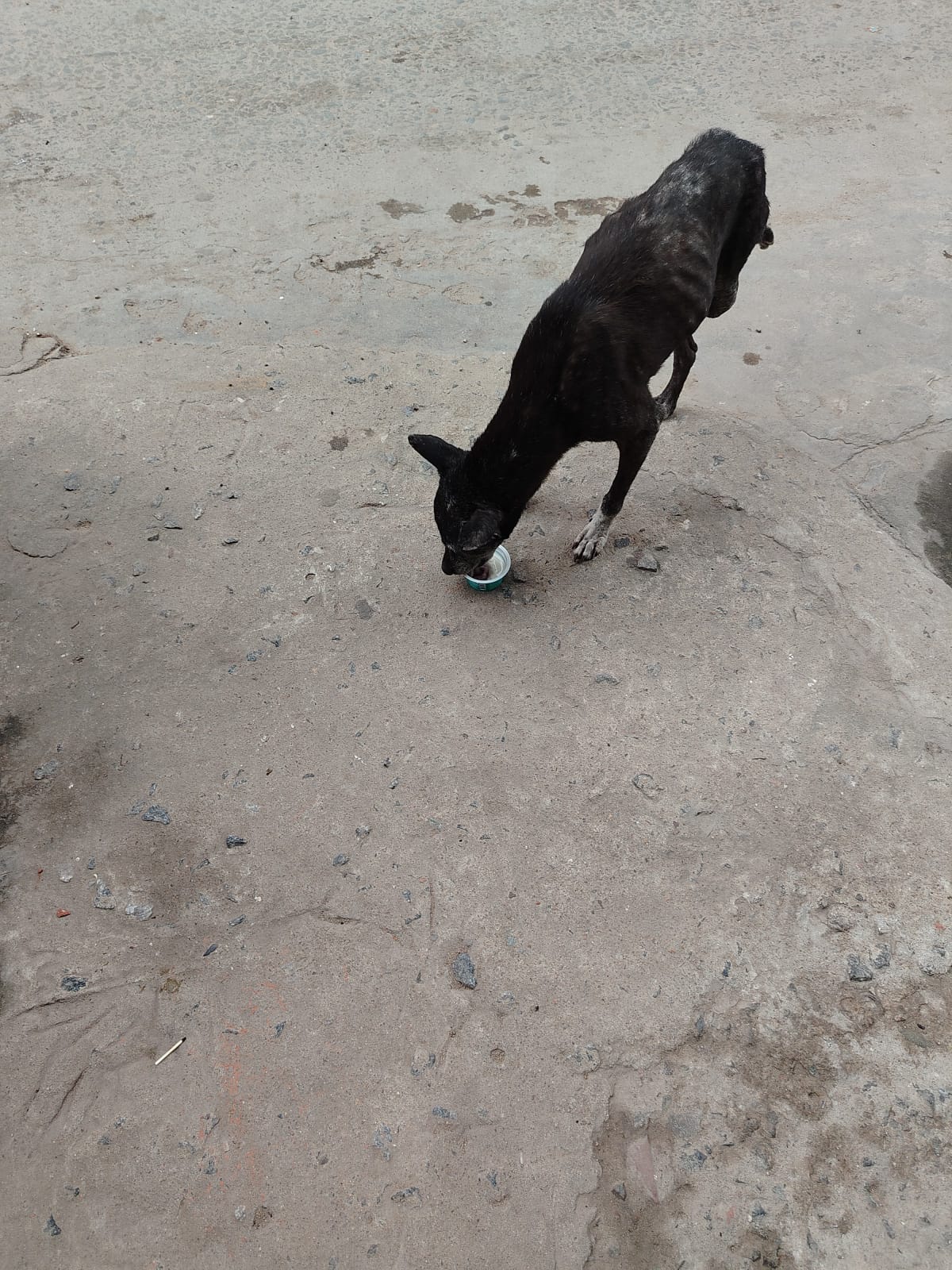 Morning Stray Hydration