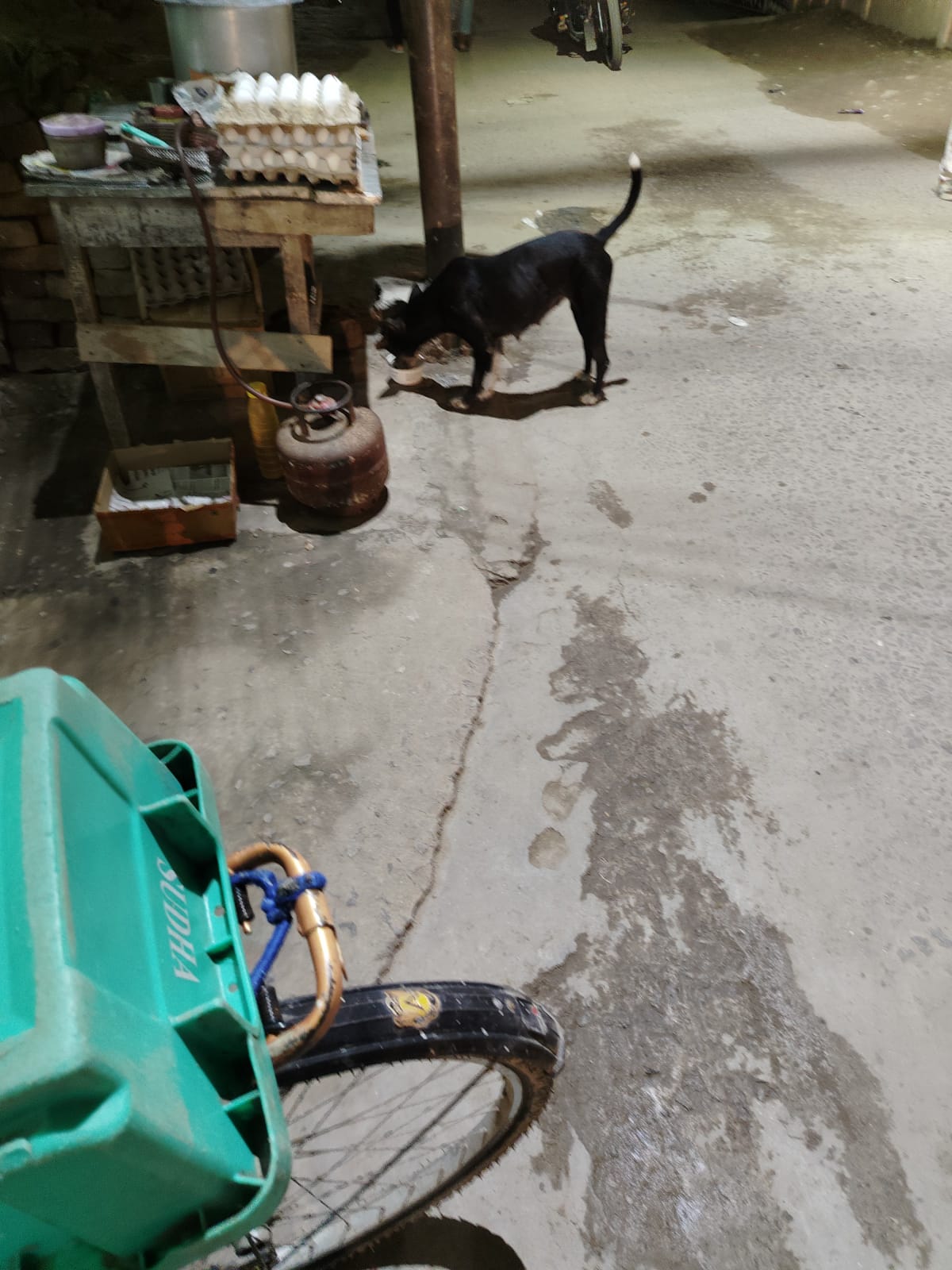 Night Patrol Feeding Spot